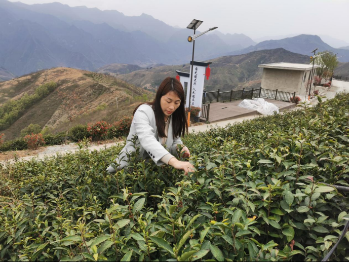 陜西廣電融媒體集團(tuán)農(nóng)林衛(wèi)視助力陜西茶區(qū)“以茶興業(yè)，以茶富民”